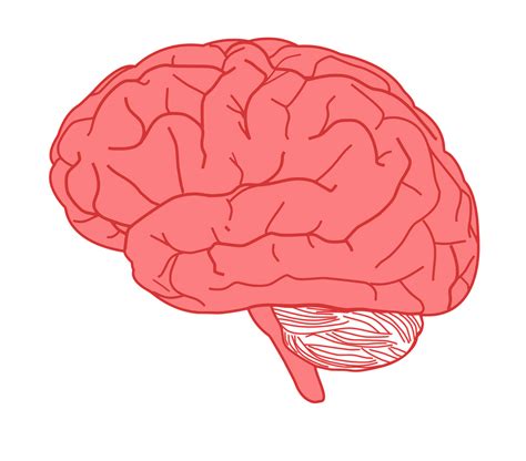 cerveau dessin png